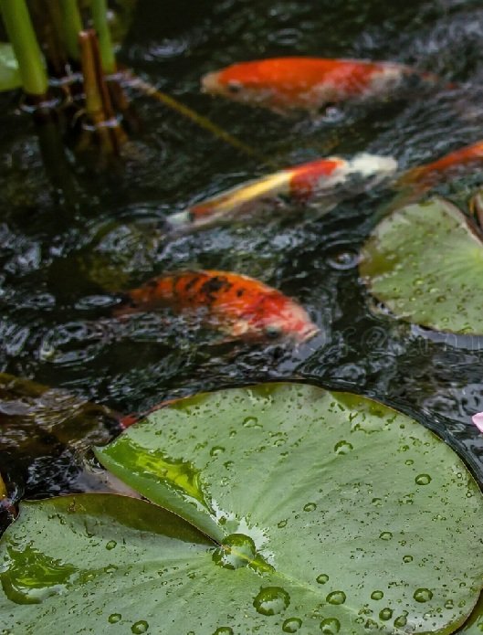Koi pond reflections