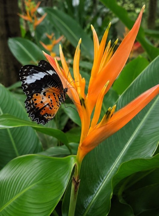 Butterfly on tropical flower