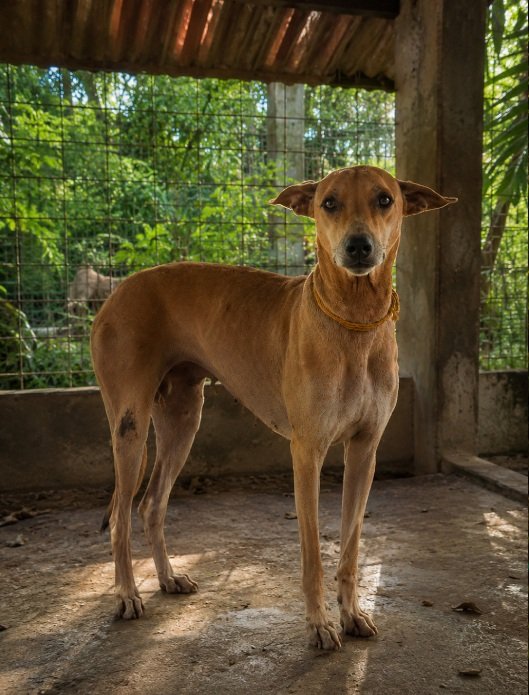 Native breed dog portrait